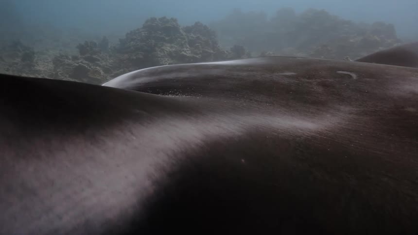 A stingray swimming near the rocks at the bottom of the sea