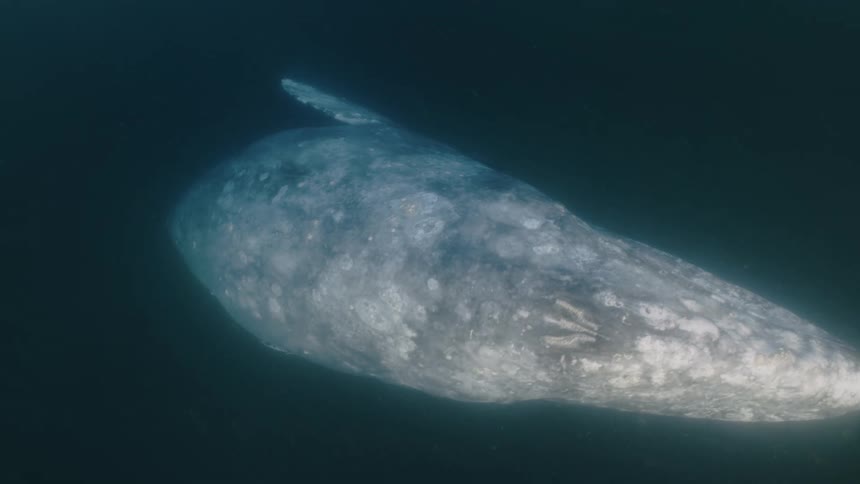 A whale underwater swimming
