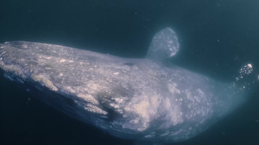 A whale swimming underwater