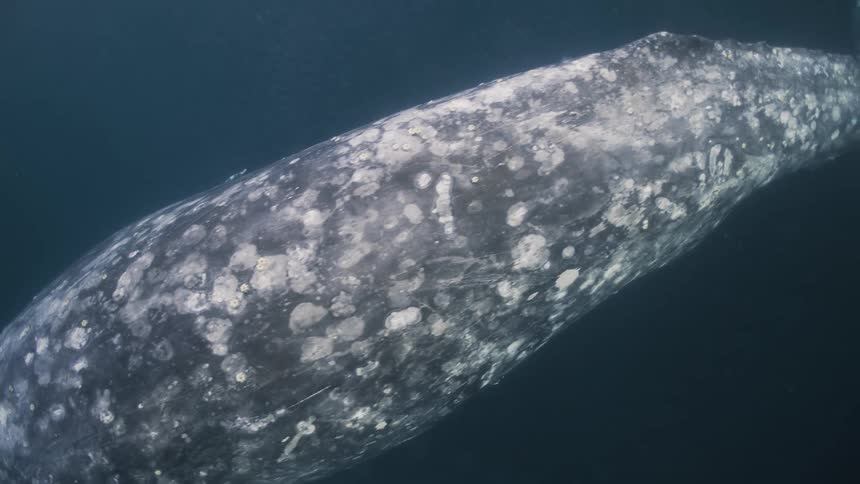 Gray whale swimming in the ocean