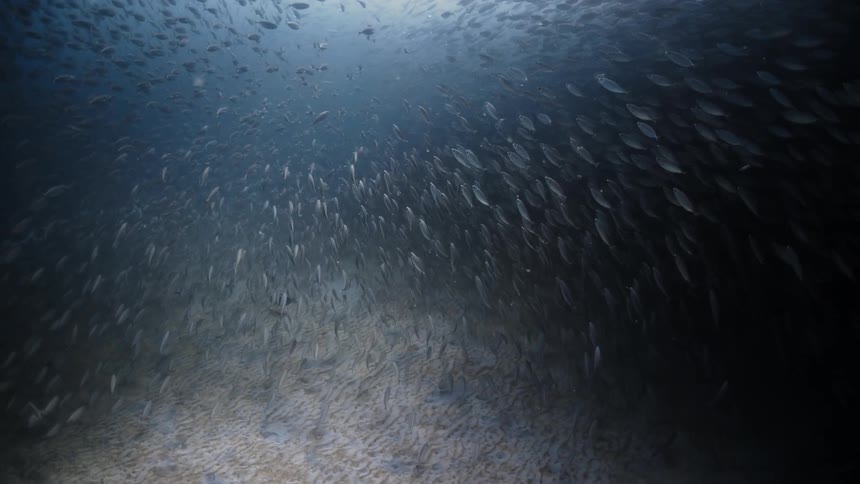 Two schools of fish merging together and filling the sea