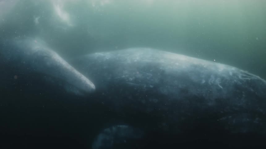 Whale on the surface and diving back into the ocean