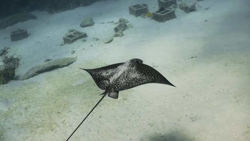Spotted eagle ray swimming near the sands at the bottom of the ocean