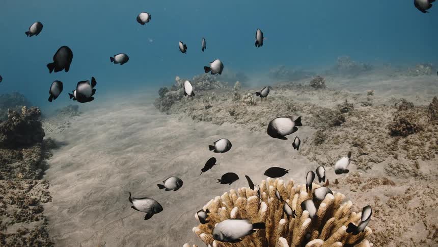 Fish swim underwater together