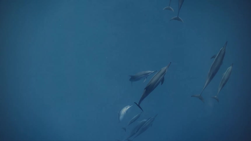 A clip of fishes swimming in the sea