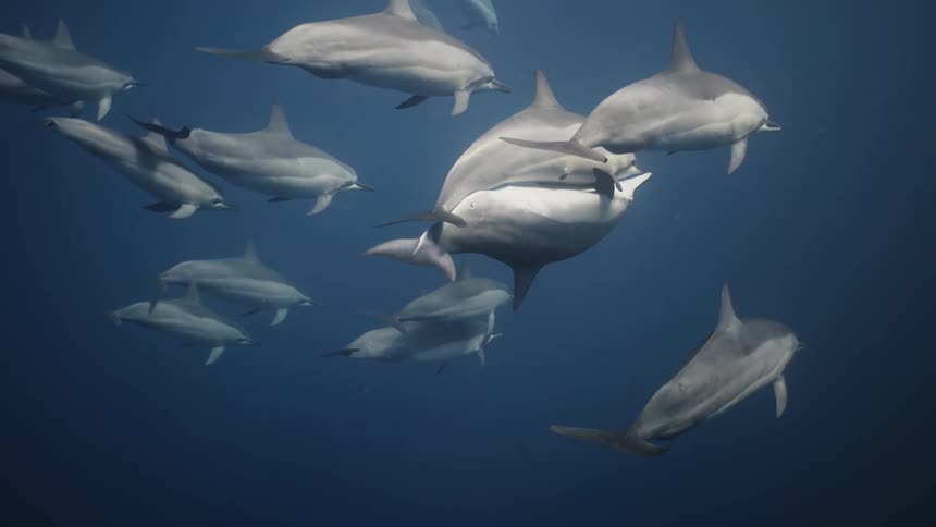 Dolphins walking in the same direction under the sea