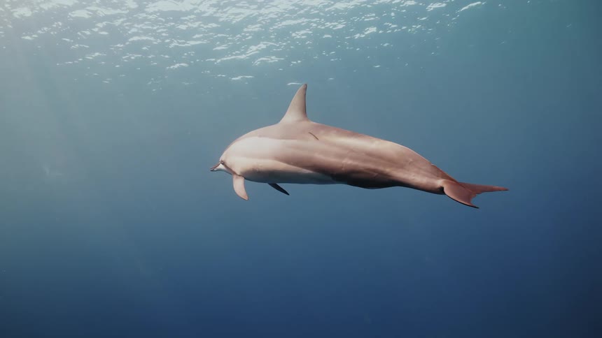 A lone dolphin effortlessly propels itself through the ocean water
