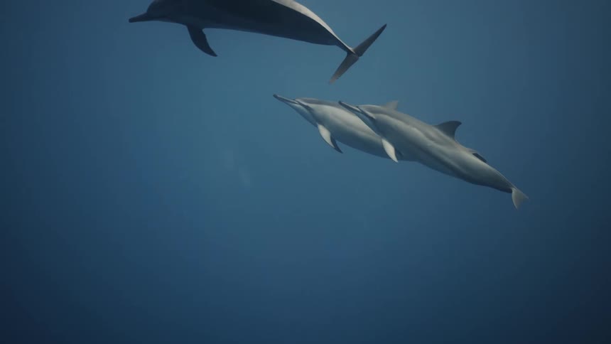 A group of dolphins swim in various directions in the sea