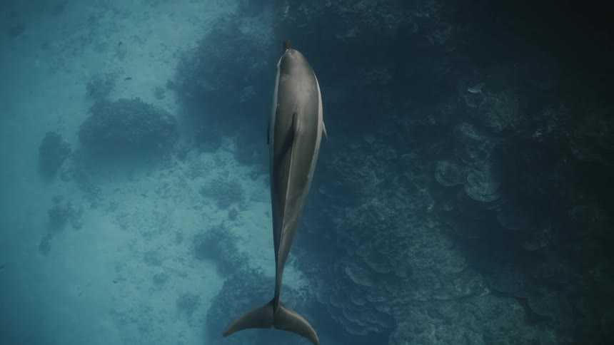 Dolphin swimming through the sea