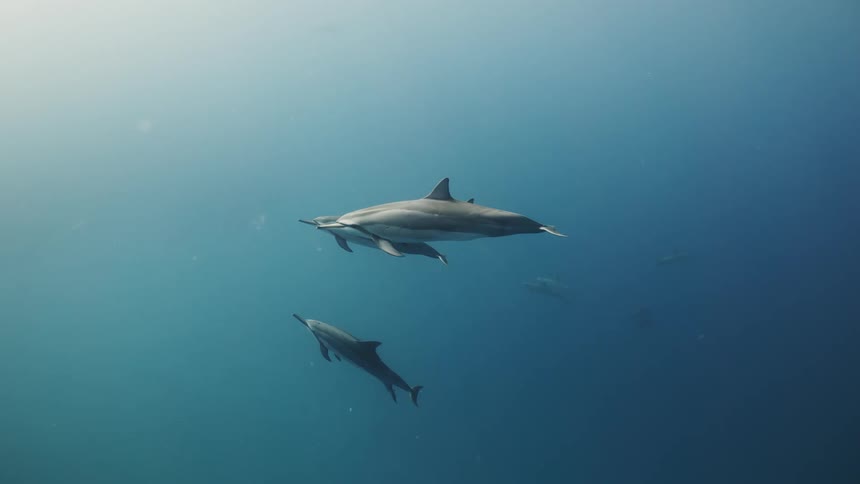 Dolphins swimming in slow motion