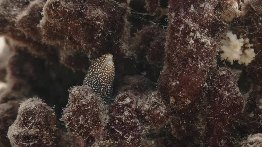 A spotted eel calmly remains sheltered within a cluster of coral