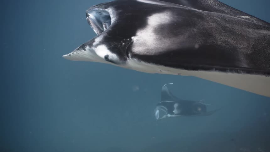Two stingrays swimming through the ocean
