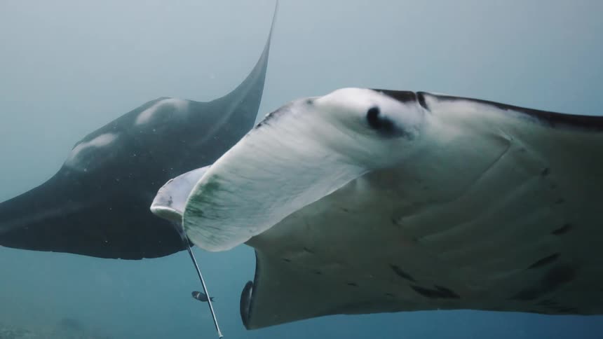 Two stingrays swim together underwater