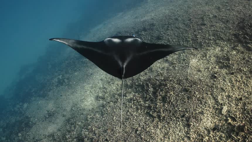 Manta ray swims slowly through murky water near seafloor