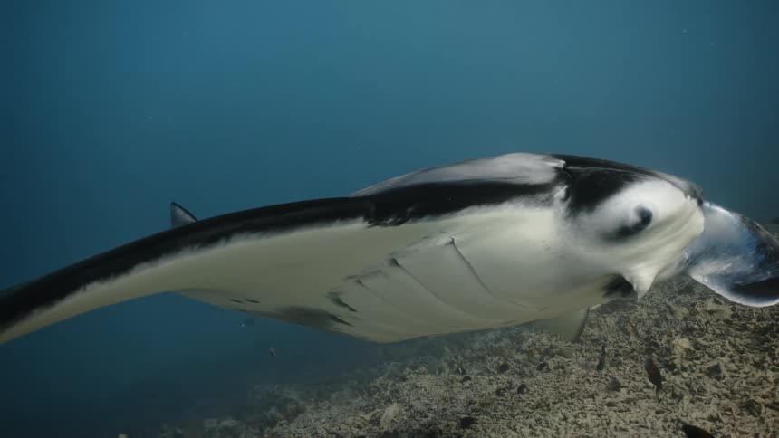 A stingray at the bottom of the ocean with small fish around it