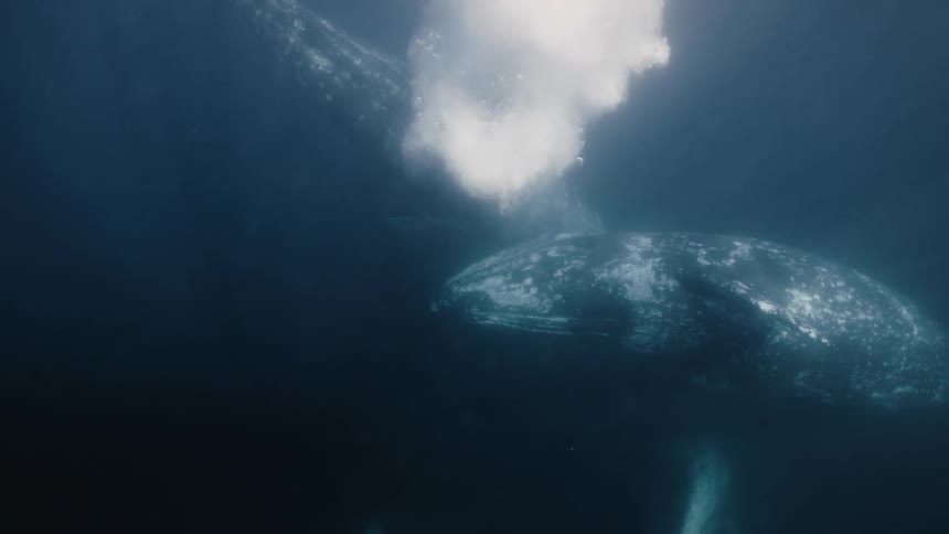 Whales together at the bottom of the sea releasing air that generates bubbles in the ocean