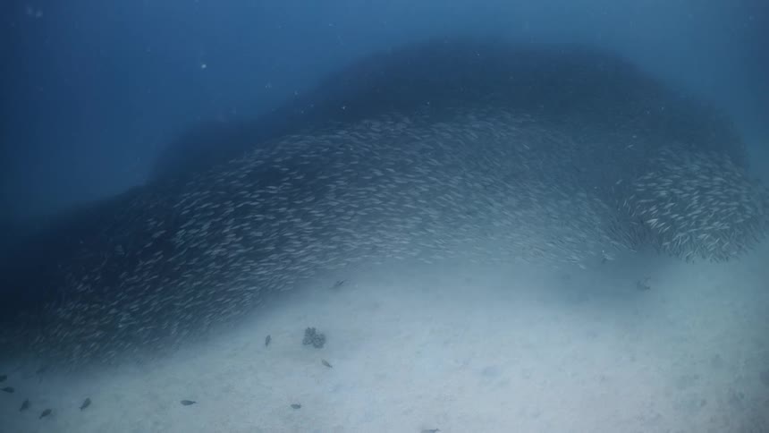 School of fish swimming at the bottom of the ocean