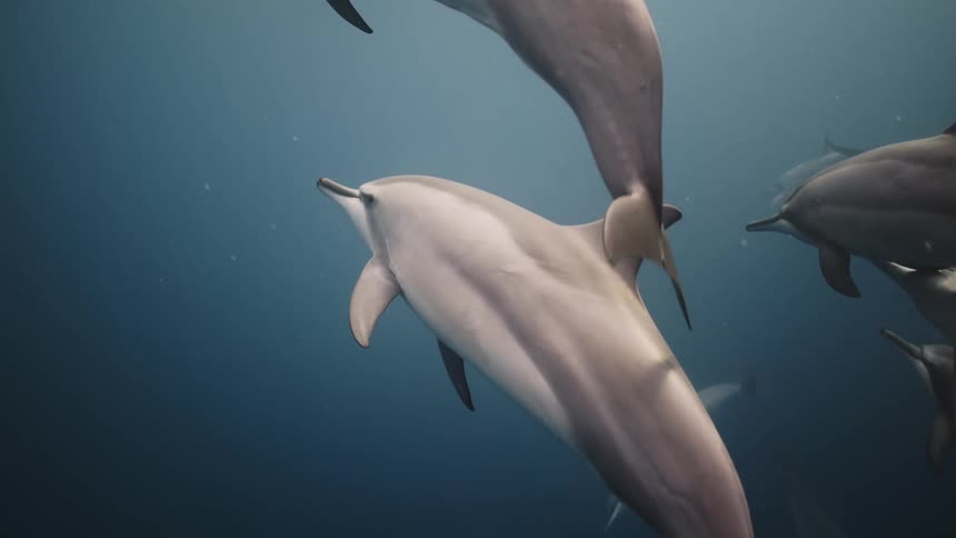 Dolphins swim through the ocean
