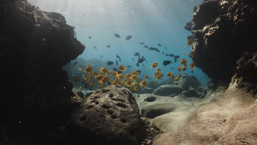 In the depths of the ocean amidst corals a cluster of colorful fish swim