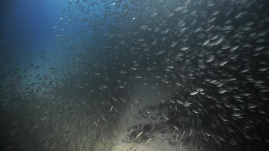 Horde of fish together under the sea