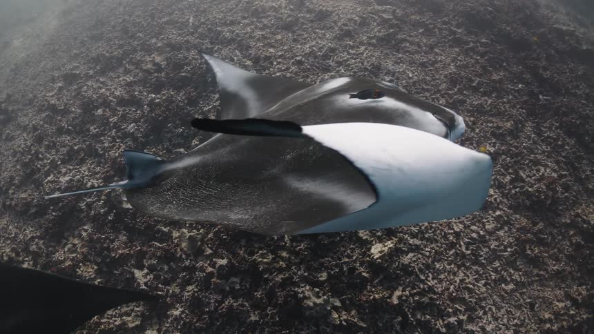 Stingrays swim together at the bottom of the sea