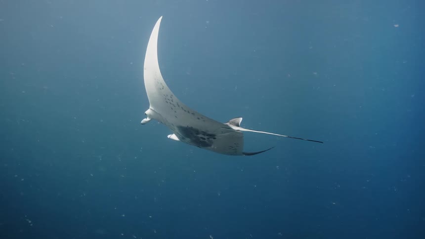 A manta ray swimming alone