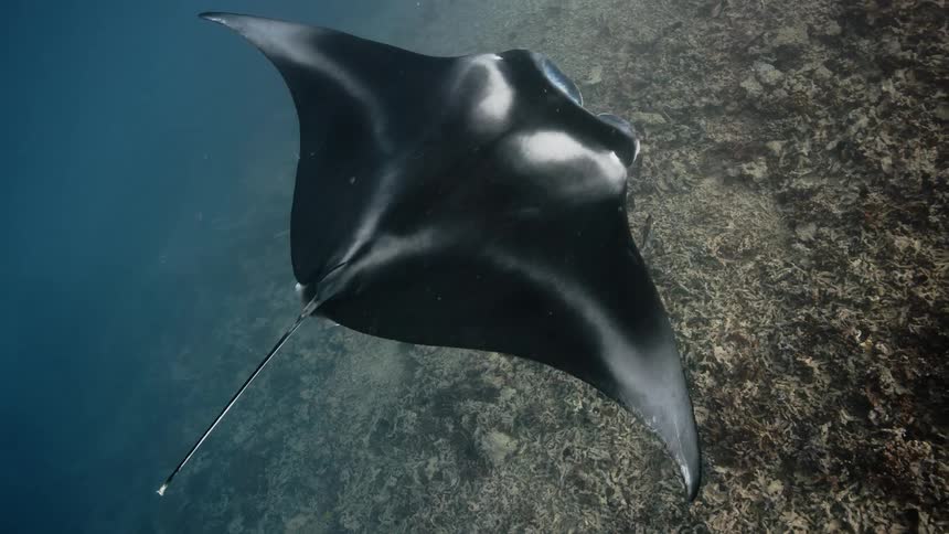 Stingray swimming in the depths of the ocean