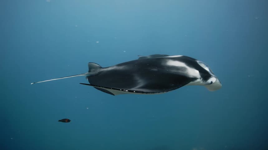 A white stingray on the bottom of the ocean during the day