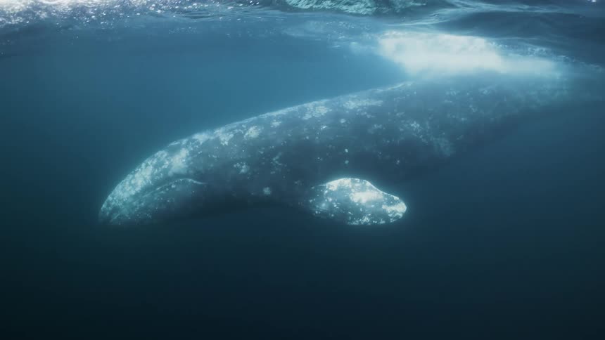 A whale swims near the surface of the water