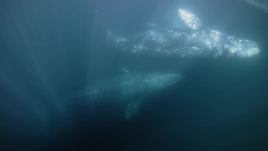 Two whales touch underwater