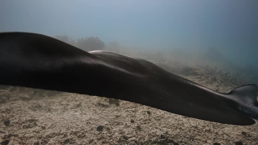 Stingray flying near corals at the bottom of the ocean