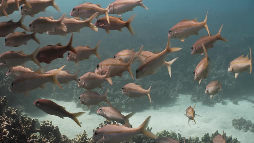 School of pink fish swimming in the deep sea reefs