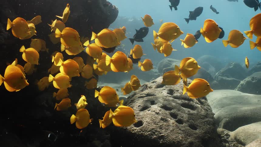 An underwater ecosystem is teeming with brightly colored fish