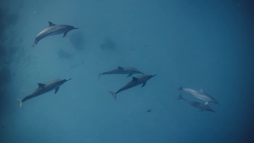 Dolphins swimming through the ocean