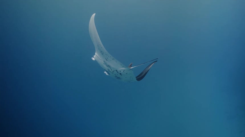 A stingray is swimming underwater