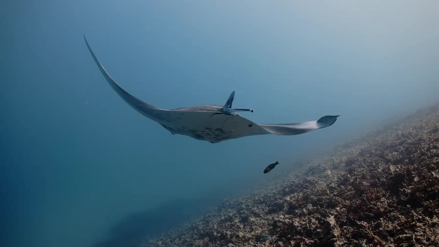 A manta ray swimming alone
