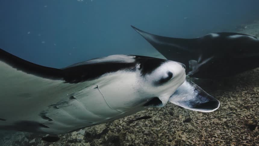 Two string rays swim by the fish
