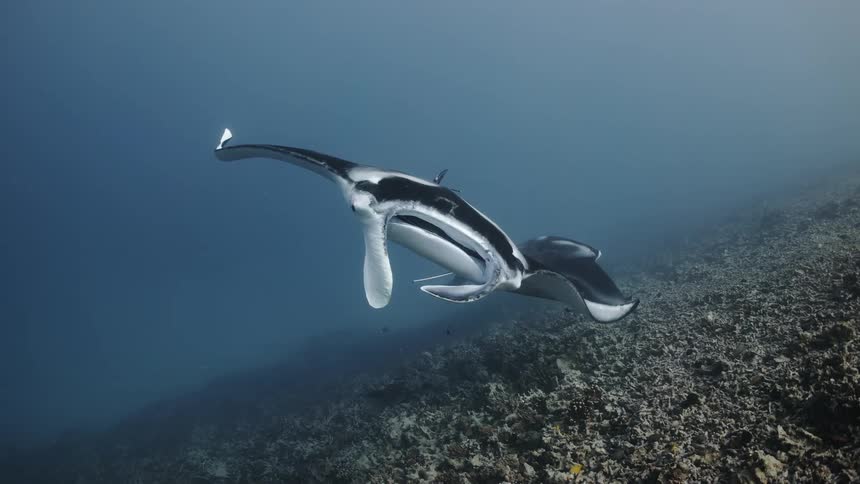 Two large manta rays swim near sloping seafloor