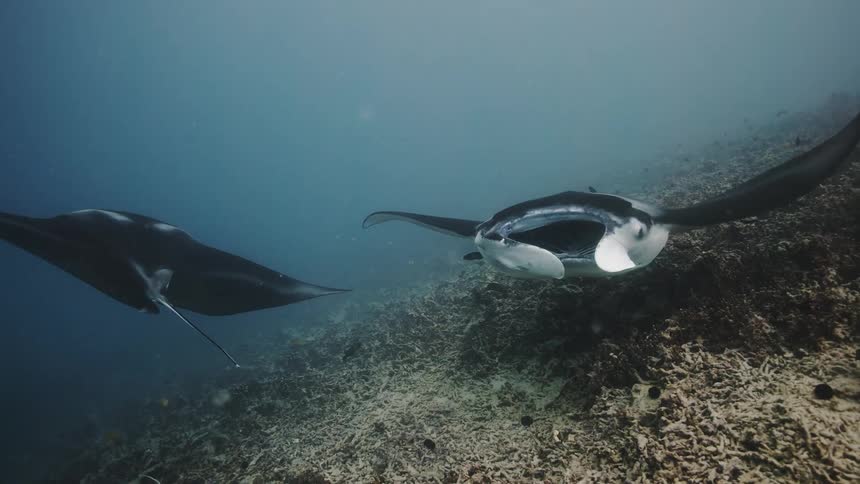 Stingray swim on the ocean floor