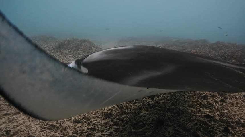 A white stingray on the seabed near the reefs