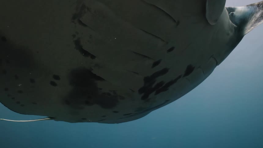 Stingray swimming in my sea during the day