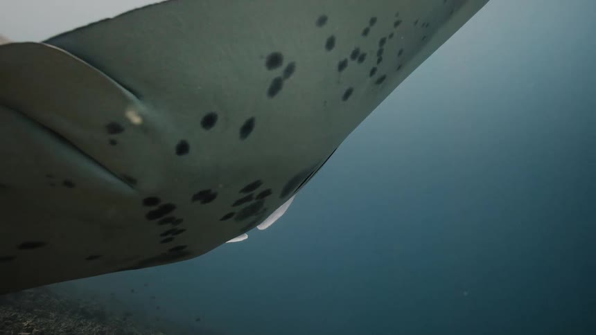 Stingray near the corals swimming