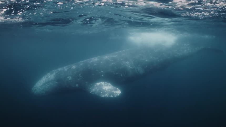 Gray whale near the sea surface