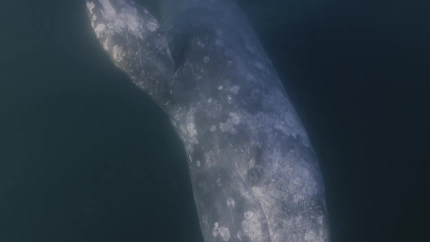 Gray whale swims slowly through dark water