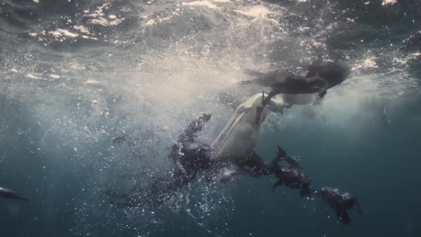 Water birds and dolphins eat fish thrown into the sea
