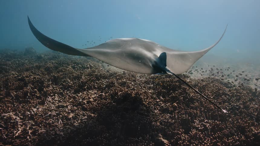 A lone stingray gently glides through he water while flapping its wings