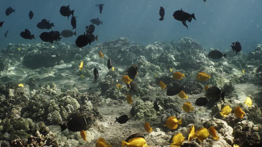 School of black and yellow fish swimming in the corals at the bottom of the sea