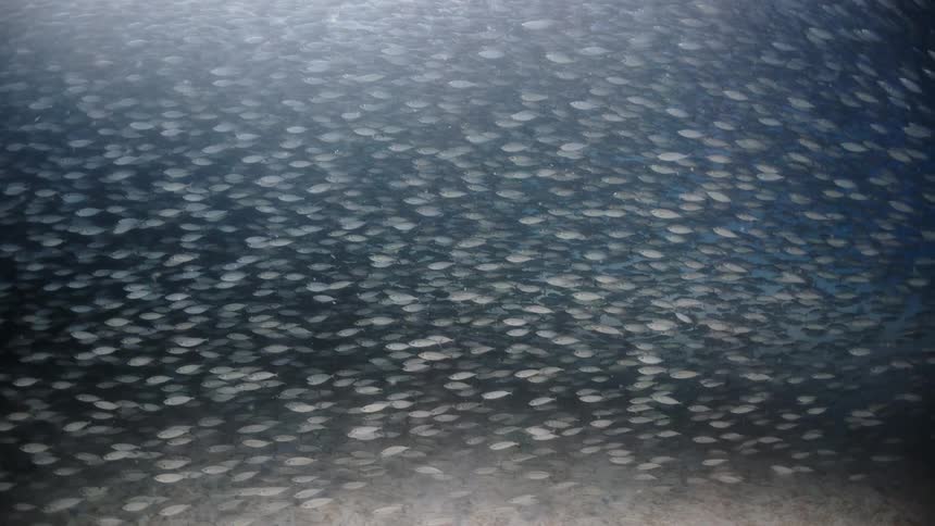 School of fish swimming in the same direction on the ocean floor