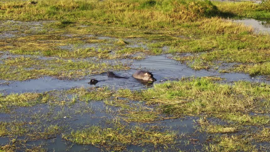 A hippo is moving in the water