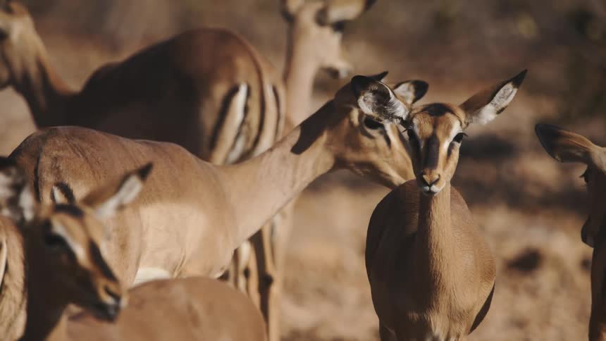 A herd of gazelles in a savannah grassland on a sunny day
